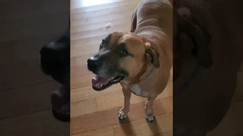 can I get a treat?...no ok.