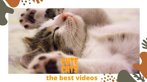 Omg So Cute Cats Best Funny Cat Videos 2021