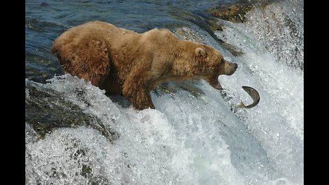 Hungry or hungry? 🐠 Bear hunting fish