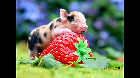 Piggies got a stranger and more