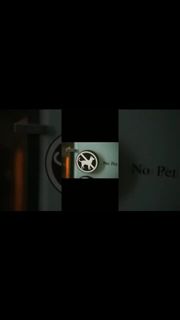 Meu melhor amigo 👦 O cão 🐕 8