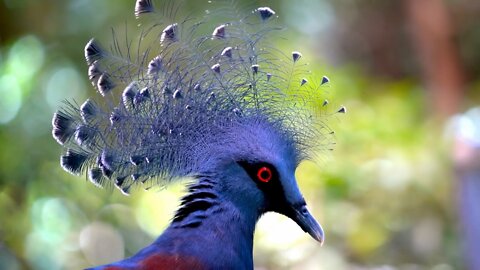 Most beautiful birds in the plate