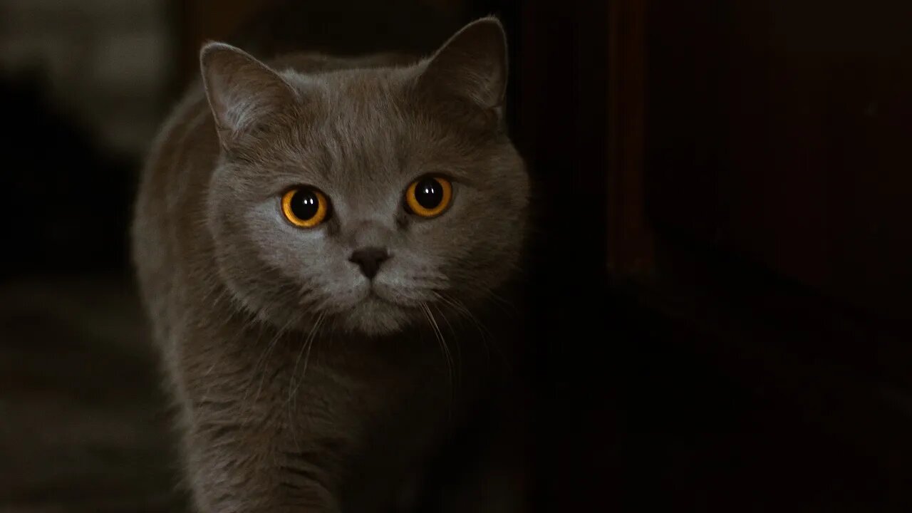 Try NOT to Laugh! 😹 Watch This Cat Win the ‘Hide and Go Seek’ In-Home Championship (#100) #Clips