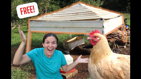 FREE Chicken Dust Bath Cover