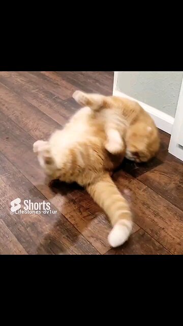 Cat grooming hard to reach spot #cat #cutecatshorts #scottishfold #shorts #short