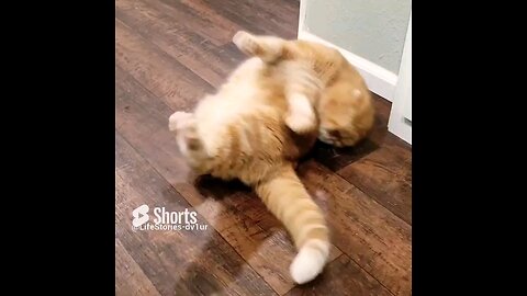 Cat grooming hard to reach spot #cat #cutecatshorts #scottishfold #shorts #short