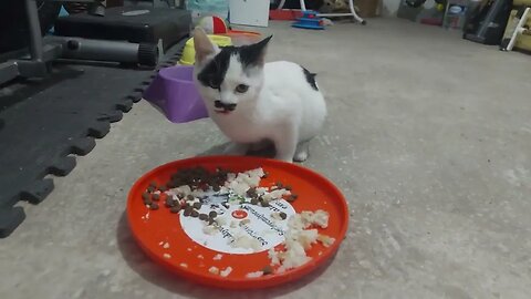 We Feed Street Cats Everyday You Can Subscribe to Support Us