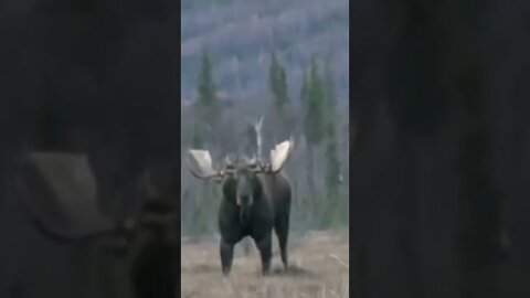 Alce Musculoso na Natureza 😳😱🦌 #shorts