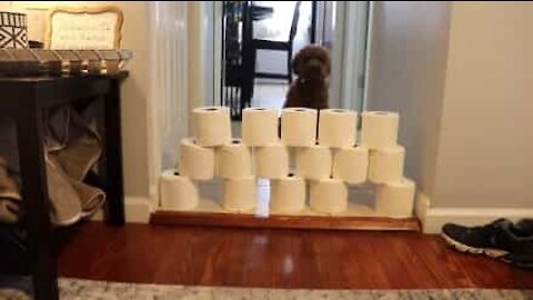 How to keep your dog entertained during quarantine