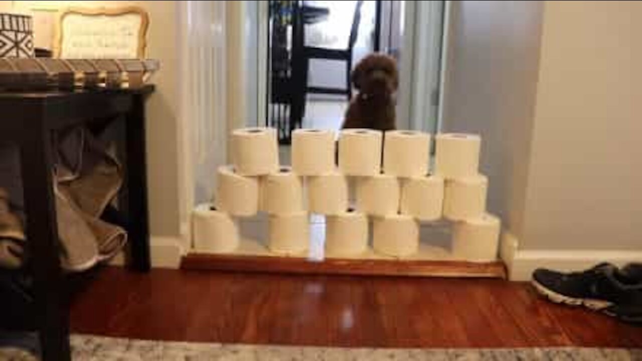 How to keep your dog entertained during quarantine