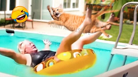 Best Funny Animal Videos Cute 😹 Cats And 🐶 Dogs Reaction PT1