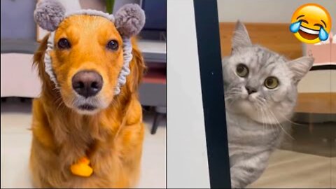 Funny Animal Videos 2022 - The Best Of The Best