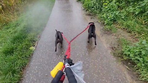 SHTF scenario dogs from a Prepper / Survivalist perspective scenario. Considerations terrier lurcher