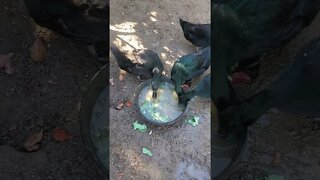 Cute Cayuga ducks eating lettuce in water #shorts