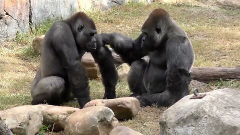 Gorilla Fight Club 2 FYV-10