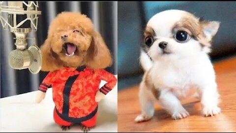 You will laugh at all the DOGS Funny DOG Videos || Dog's comdey video's
