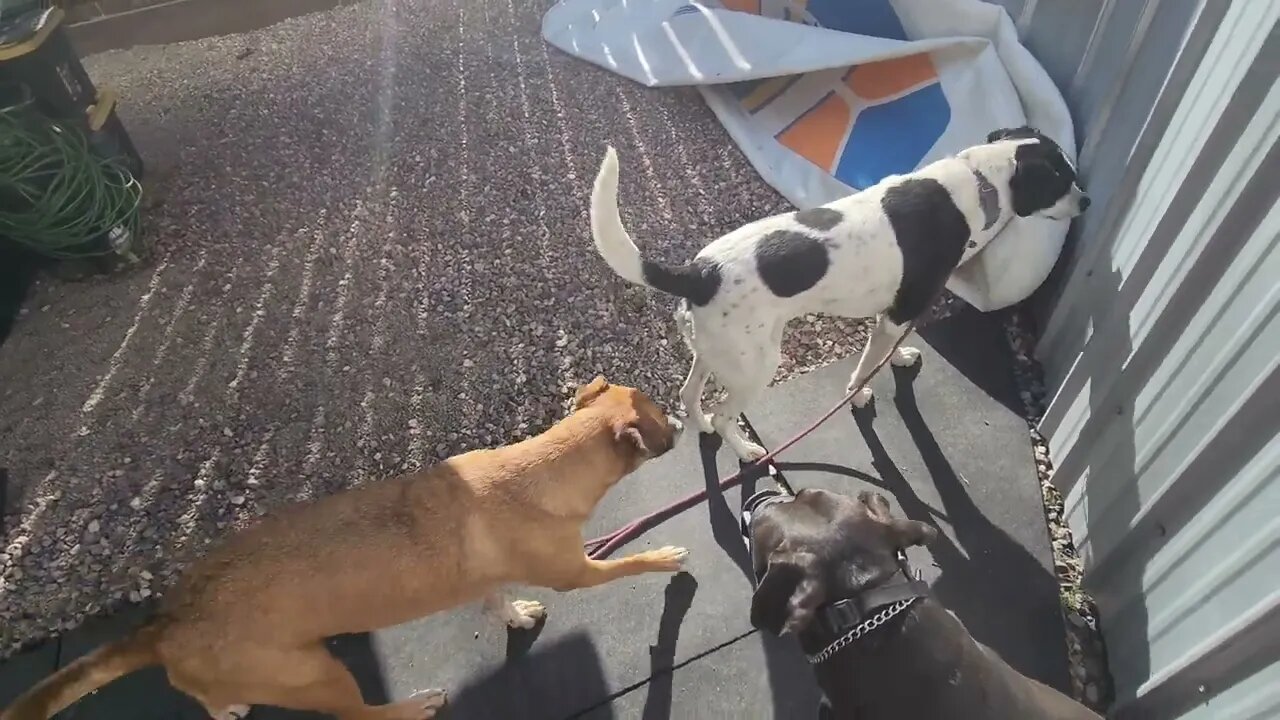 Larry: Assessment 17 (Dog, Human, & Animal Aggression)