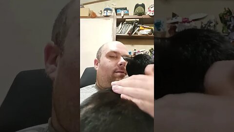 Kitty likes the new chair #shortsfeed #kitty #shortsvideo #youtubeshorts #kittycat #cutekitty