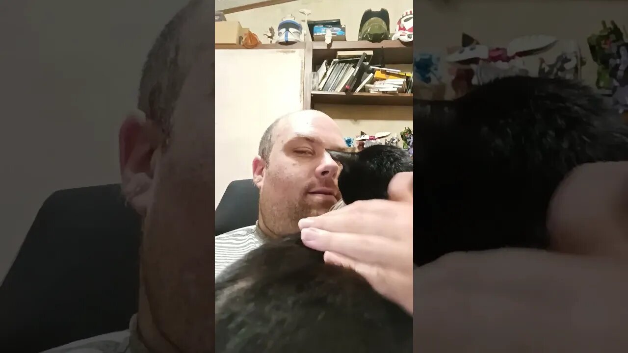 Kitty likes the new chair #shortsfeed #kitty #shortsvideo #youtubeshorts #kittycat #cutekitty