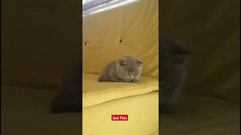 This will make your day #cute #funnyanimals #tiktok #funnyvideos #cat