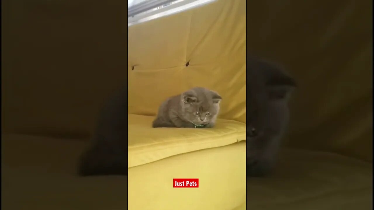 This will make your day #cute #funnyanimals #tiktok #funnyvideos #cat