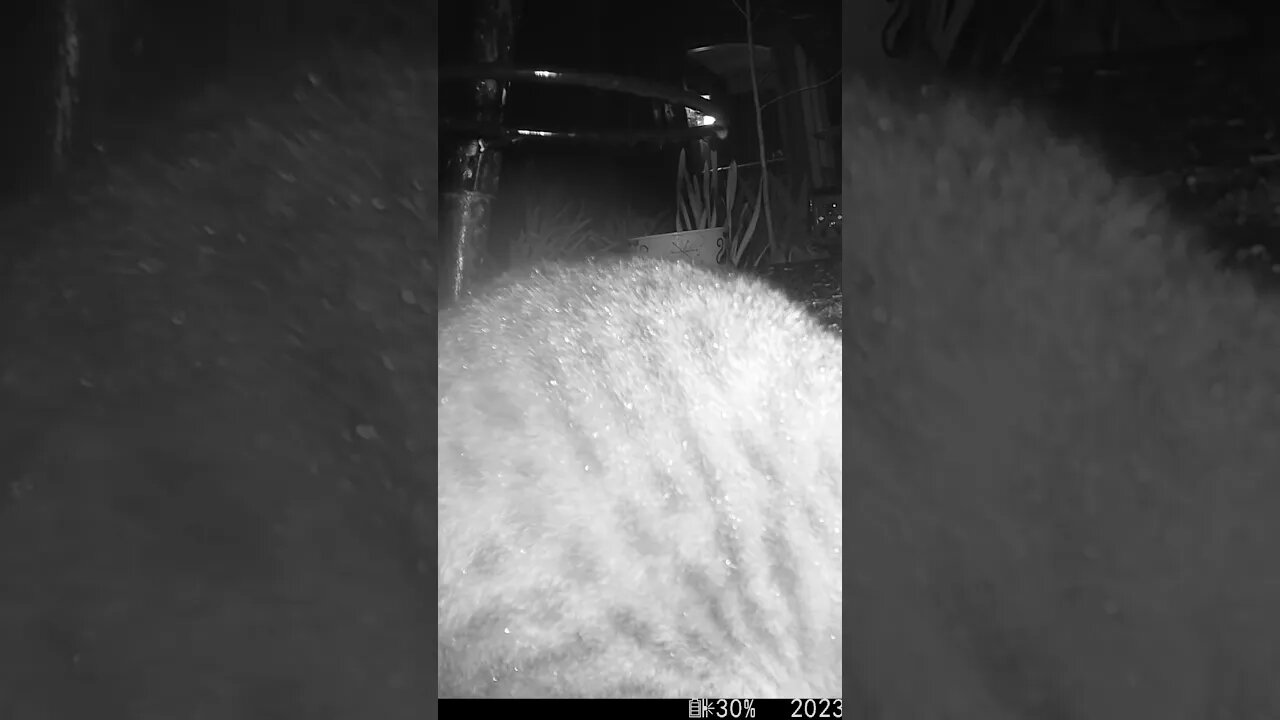 Rain Does Not Bother Feral Cats #Shorts 😺