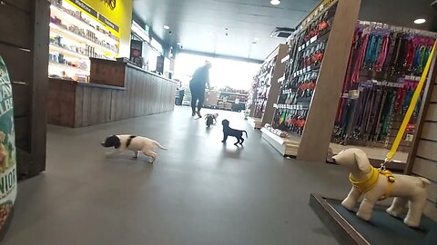 1st Time In The Pet Shop
