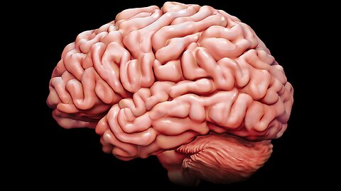 The Studio - Reykjavik (Longevity Brain Box) by Dr. Paul Cottrell