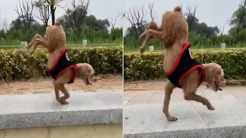 Best Of The 2021 Funny Animal Videos #2