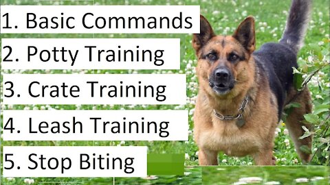 How To Train German Shepherd Puppy At Home Easily!