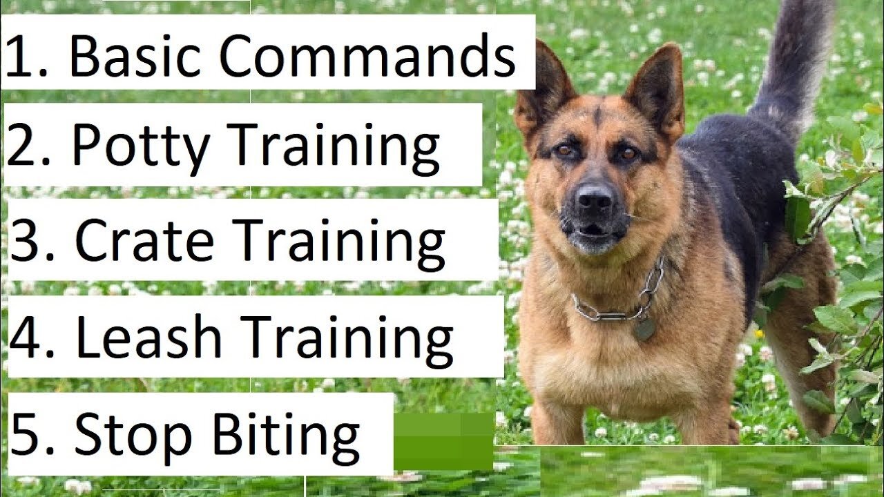 How To Train German Shepherd Puppy At Home Easily!