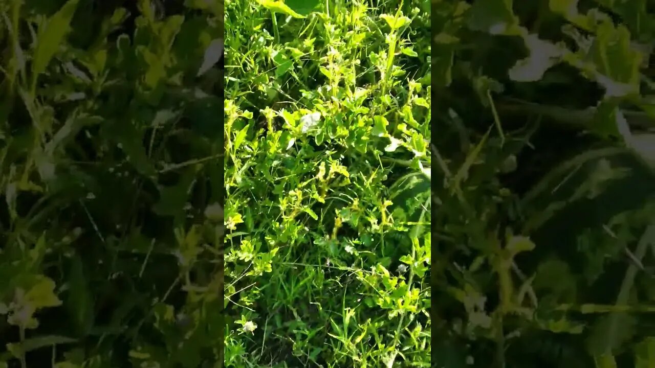 Olha como está os pés de abóbora #shorts