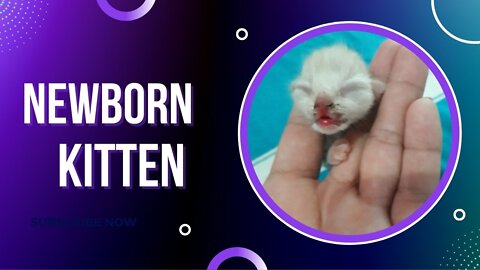 newborn kitten