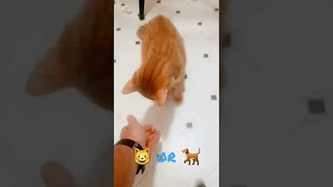 Who said you can't teach a cat tricks #cat #cattricks