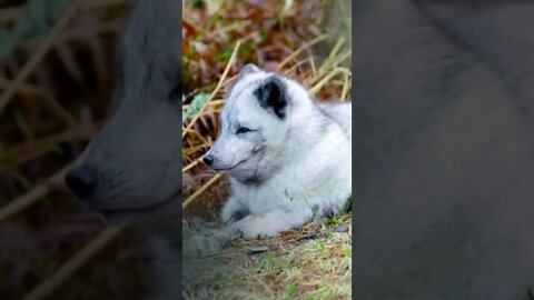Arctic Fox Sound Learn Animals is FUN shorts