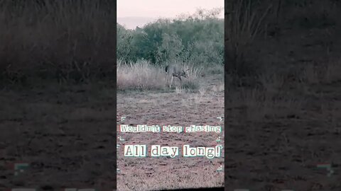 These Bucks wouldn't stop for ANYTHING! 🦌🏹 🤷‍♂️