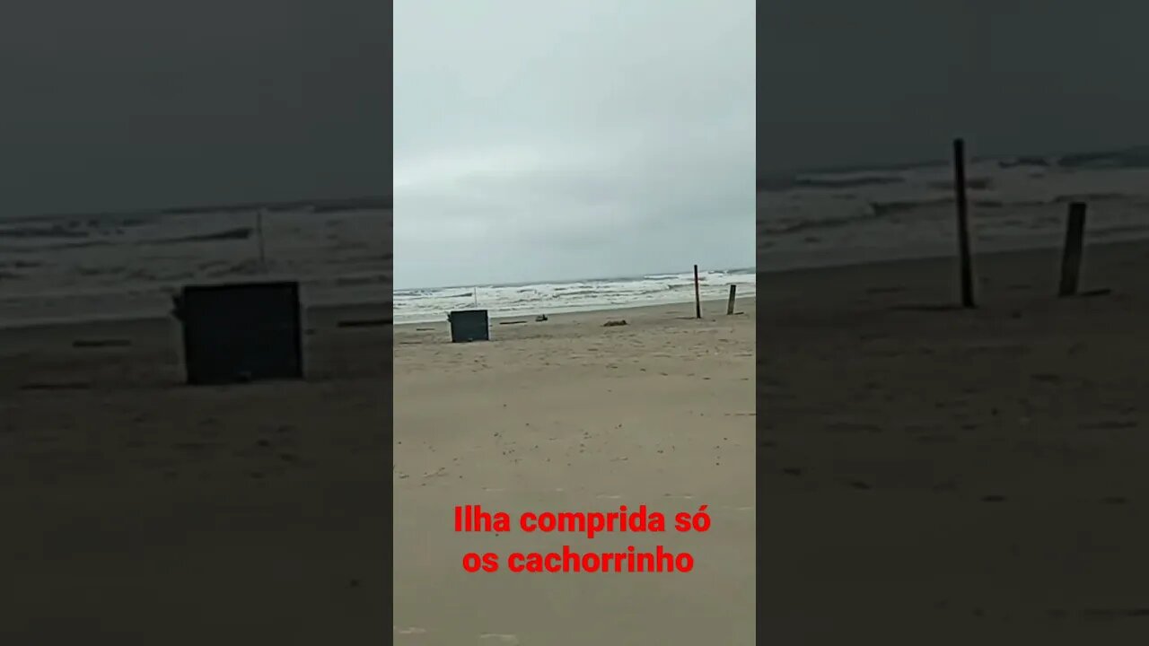 cachorro 🐕 na ilha comprida sozinhos