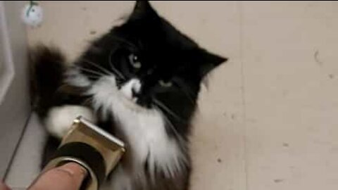 Gato luta contra máquina de barbear