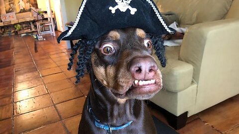 Hilarious Dog Moments That Are IMPOSSIBLE to not Laugh at