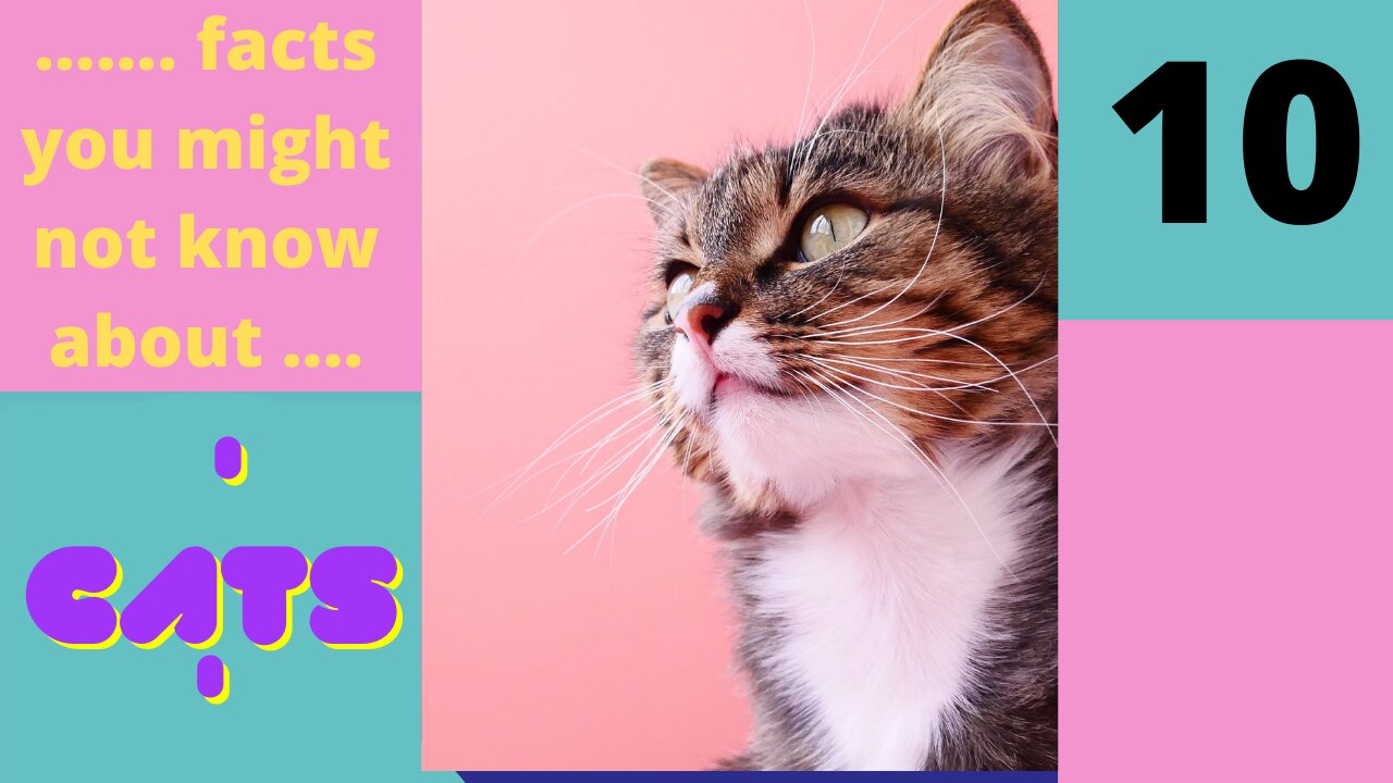 Amazing Facts You Might Not know About Cats - Part 10 of 25