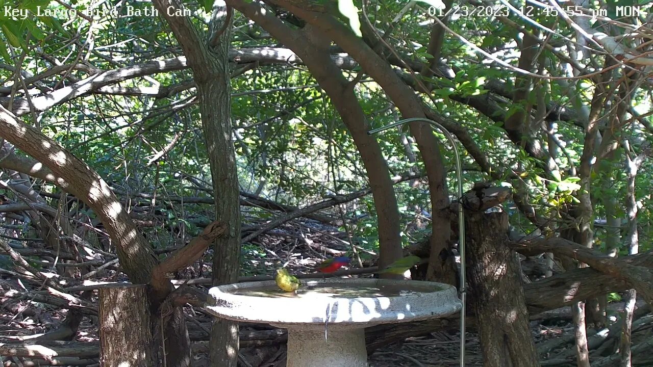 Key Largo - 3 Painted Buntings