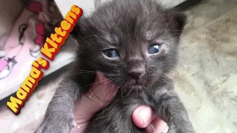 Mama Cats Kittens Are 2 Weeks Old 😻
