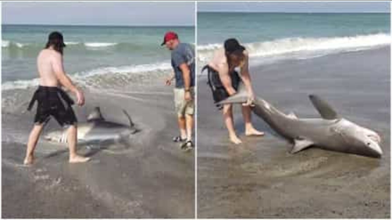 Salvano un cucciolo di squalo bianco spiaggiato in California