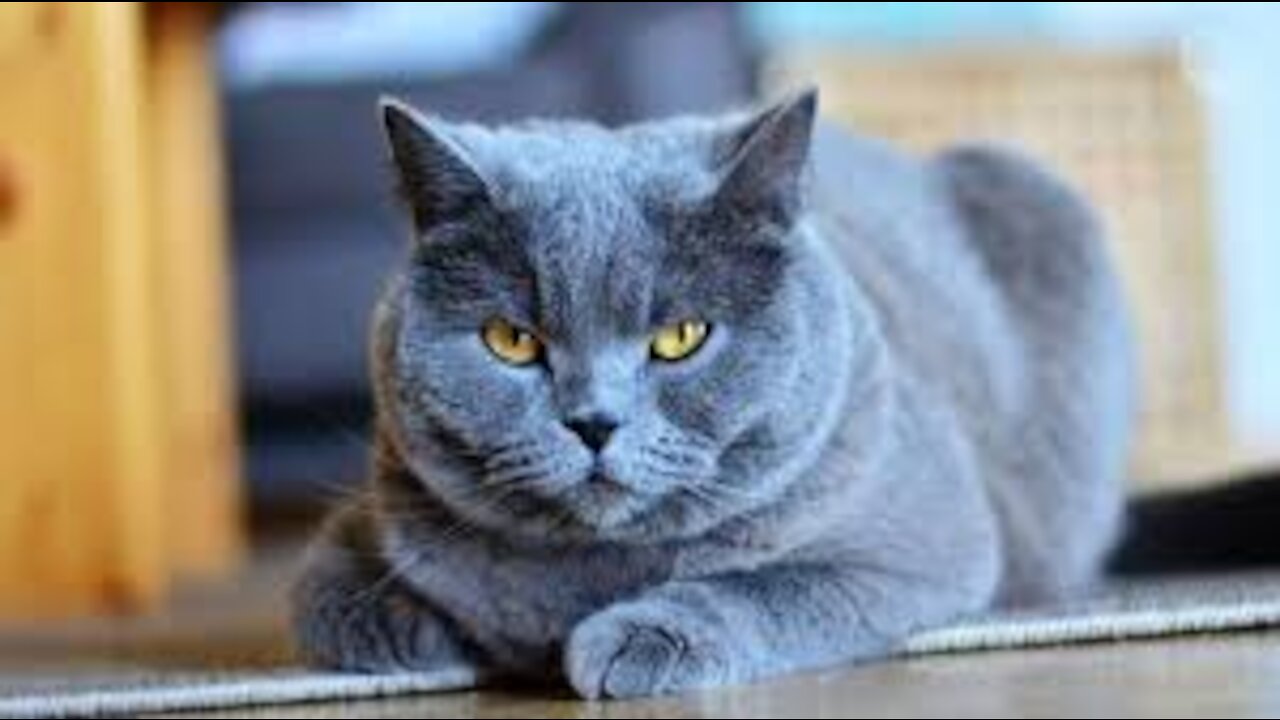 Funny cat video - the Cutest cat PEEK A BOO!