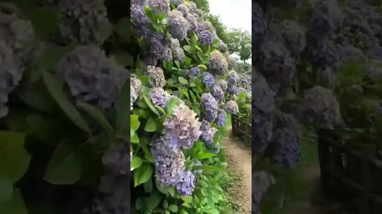 If you’re looking for one of the best spots for hydrangeas near Tokyo, head on down to Shimoda Park!