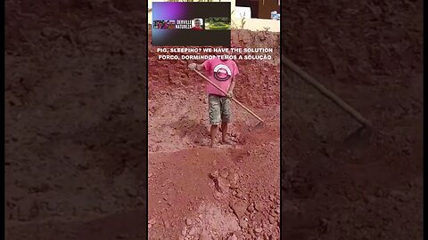 PORCO, DORMINDO? CRIAMOS UMA SOLUÇÃO VEJA - - PIG, SLEEPING? WE CREATE A SOLUTION SEE - - #shorts