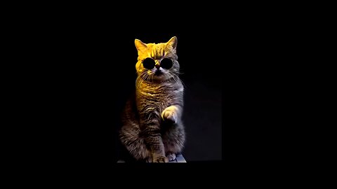 Professional Cat Videos 😂