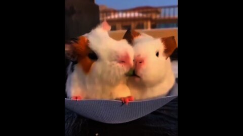 So Cute 🥰 #Animals #Cutepet