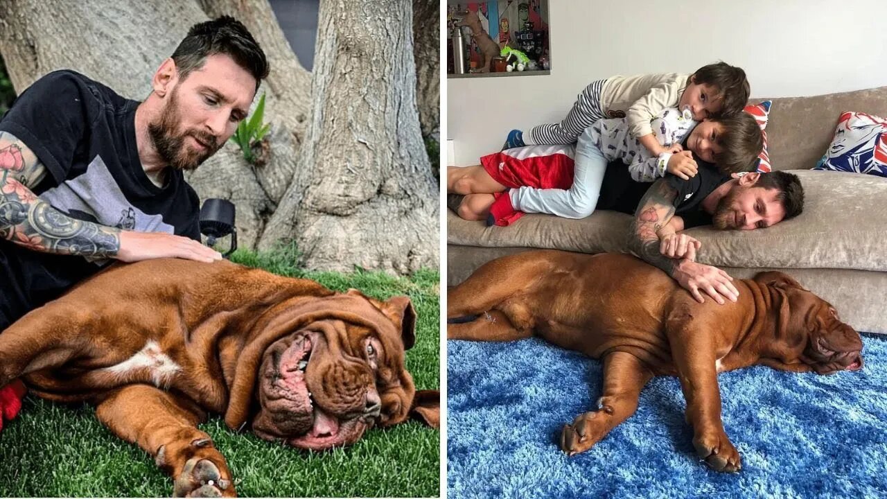 The Dog That Lionel Messi Received As A Gift From His Wife Antonela, Is The Most Spoil Of The Family