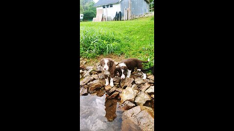 ABCA Border Collie puppies eat breakfast, play, sleep
